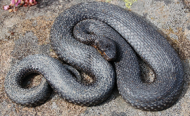 Alcune Vipera berus del canton Vallese